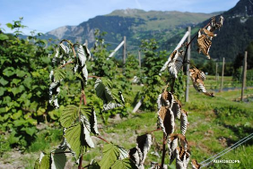 Phytophthora framboise AGROSCOPE